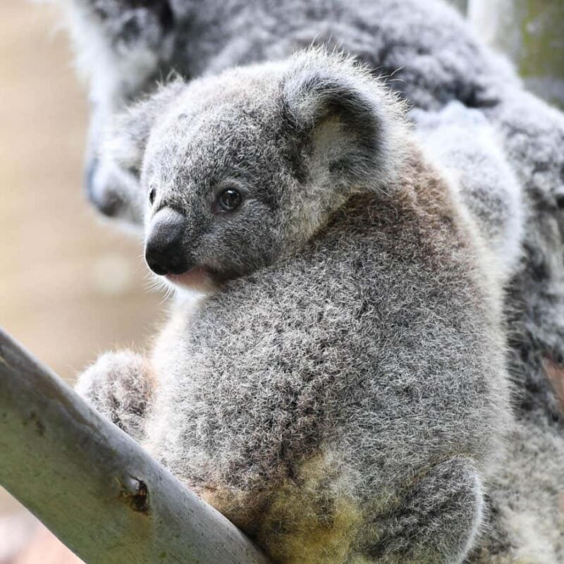 Cuddling koalas show unexpected sociable side in surprising video