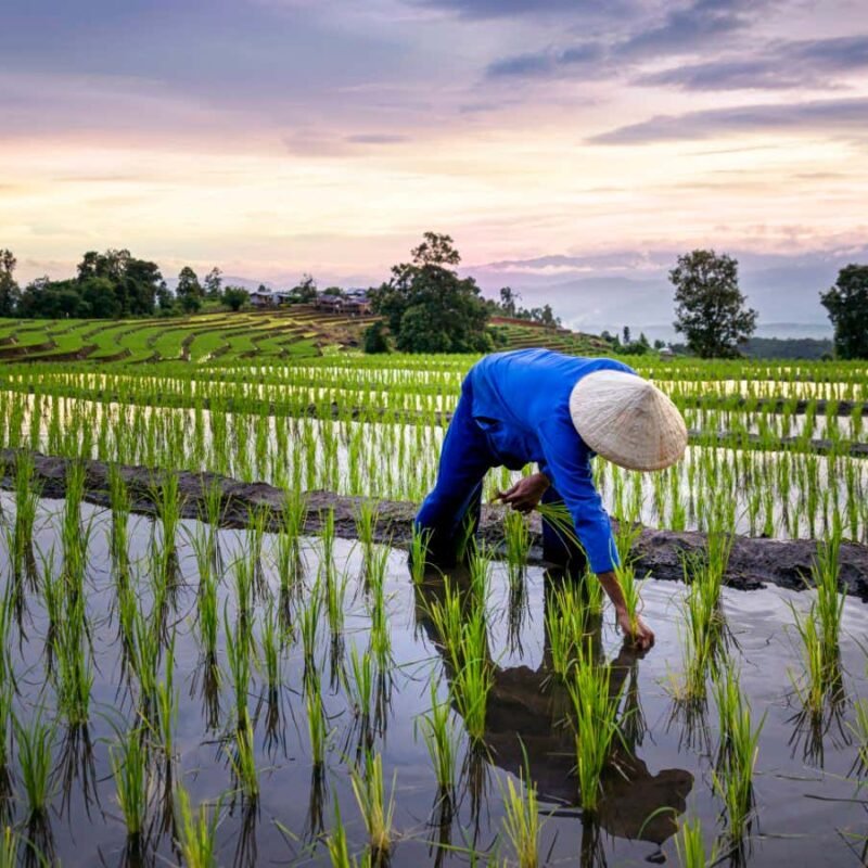 Rice variant slashes planet-warming methane emissions by 70 per cent