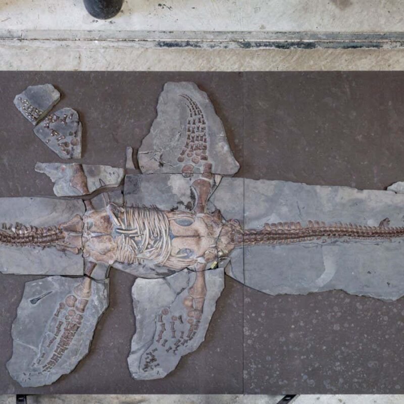 Amazing plesiosaur fossil preserves its skin and scales