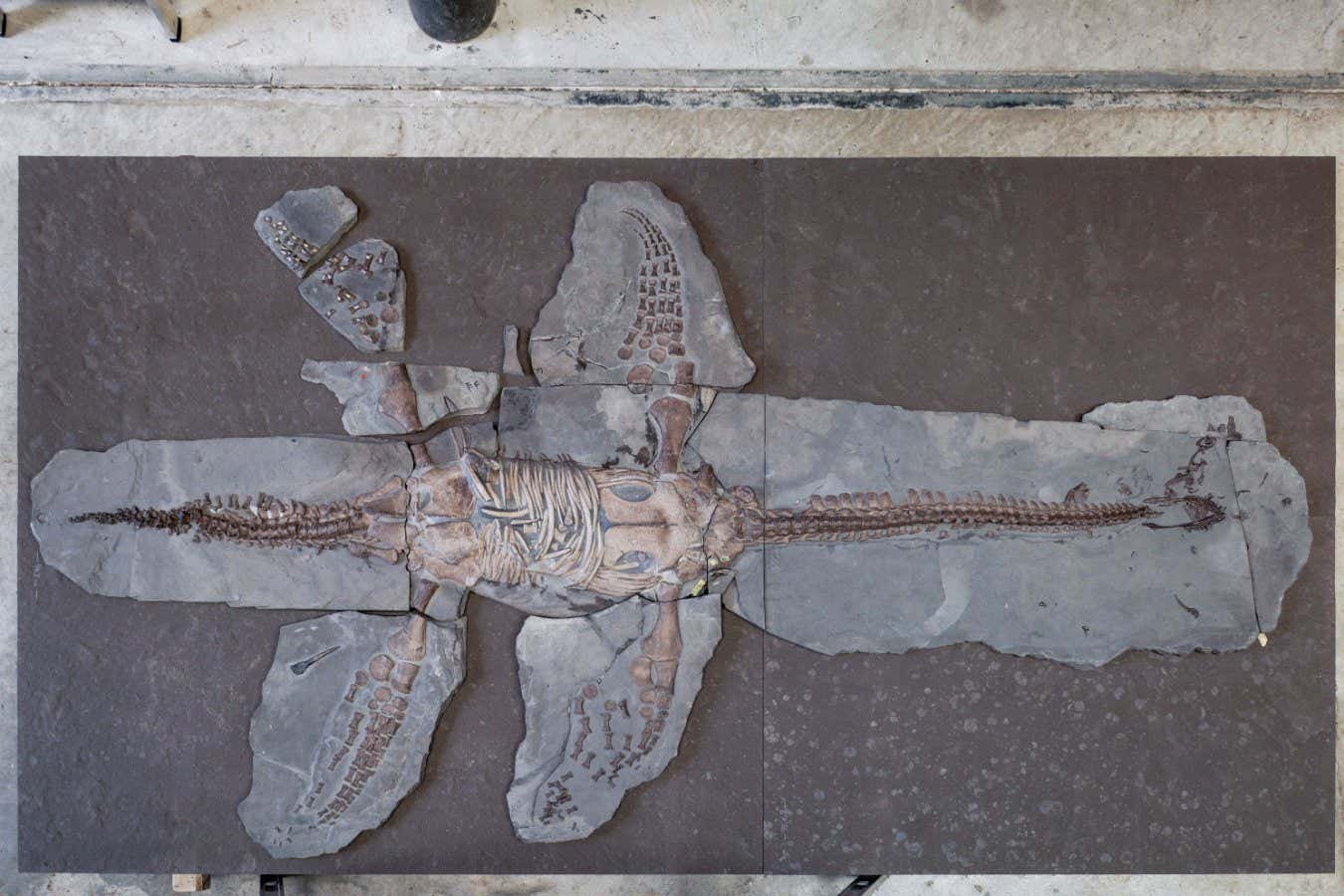 Amazing plesiosaur fossil preserves its skin and scales