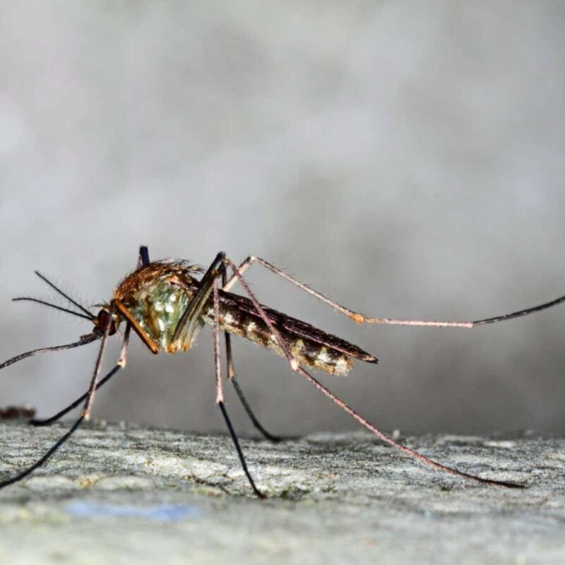 London Underground mutant mosquitoes have surprisingly ancient origins