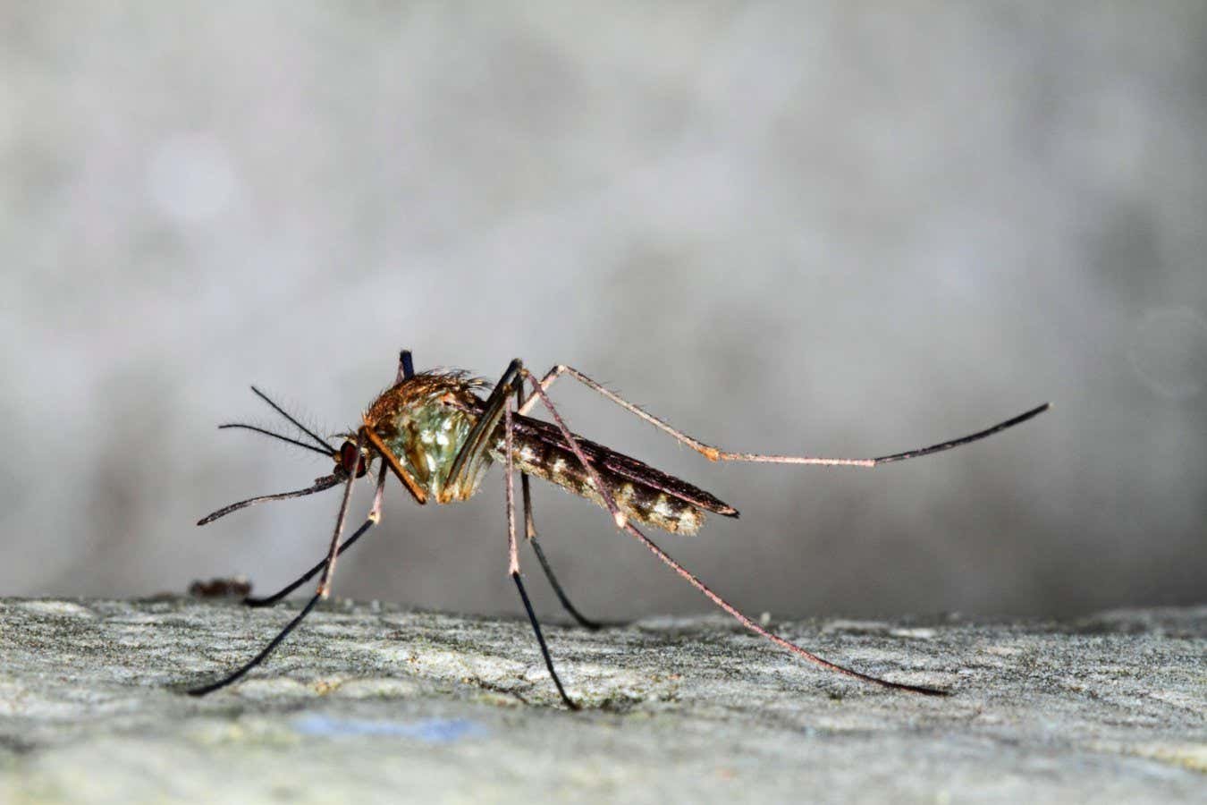 London Underground mutant mosquitoes have surprisingly ancient origins