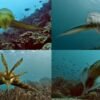 Watch a cuttlefish transform into a leaf and a coral to hunt its prey