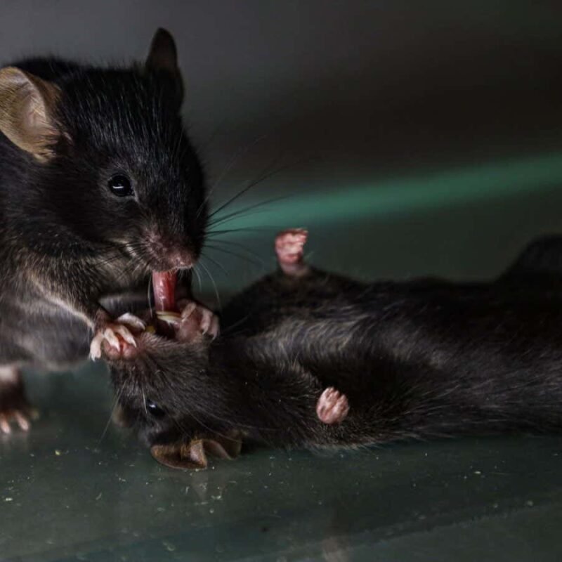 Mice seen giving ‘first aid’ to unconscious companions