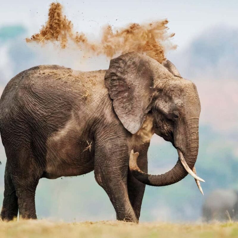 Big animals have higher cancer risk – but also evolved better defences