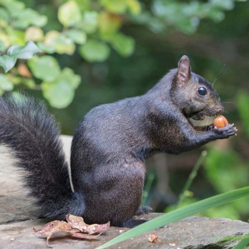 Black squirrels may be evolving due to roadkill in cities