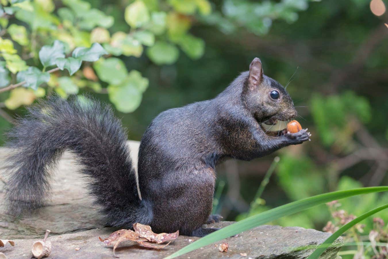 Black squirrels may be evolving due to roadkill in cities