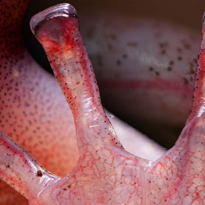 Salamanders fill their toes with blood to release sticky grip