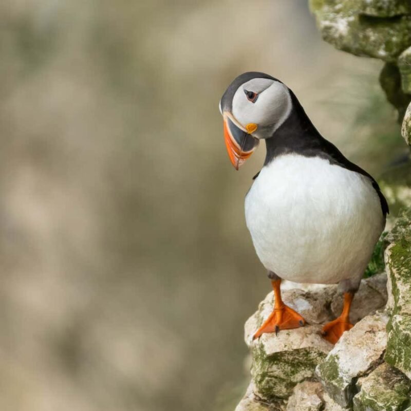 A spat over sand eels threatens puffins and other iconic seabirds