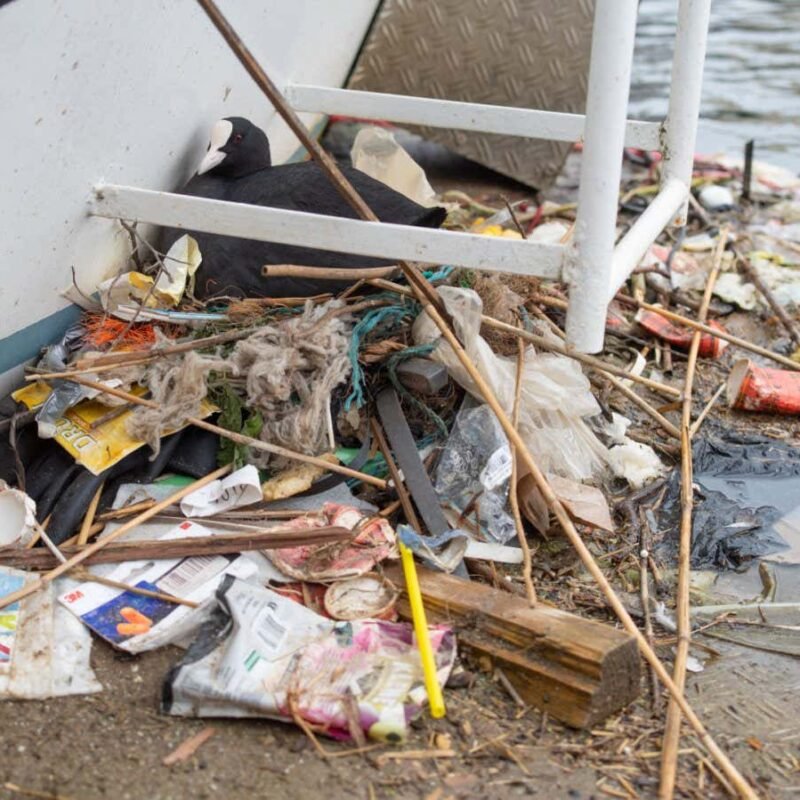 Birds’ nests in Amsterdam are made up of plastic from 30 years ago