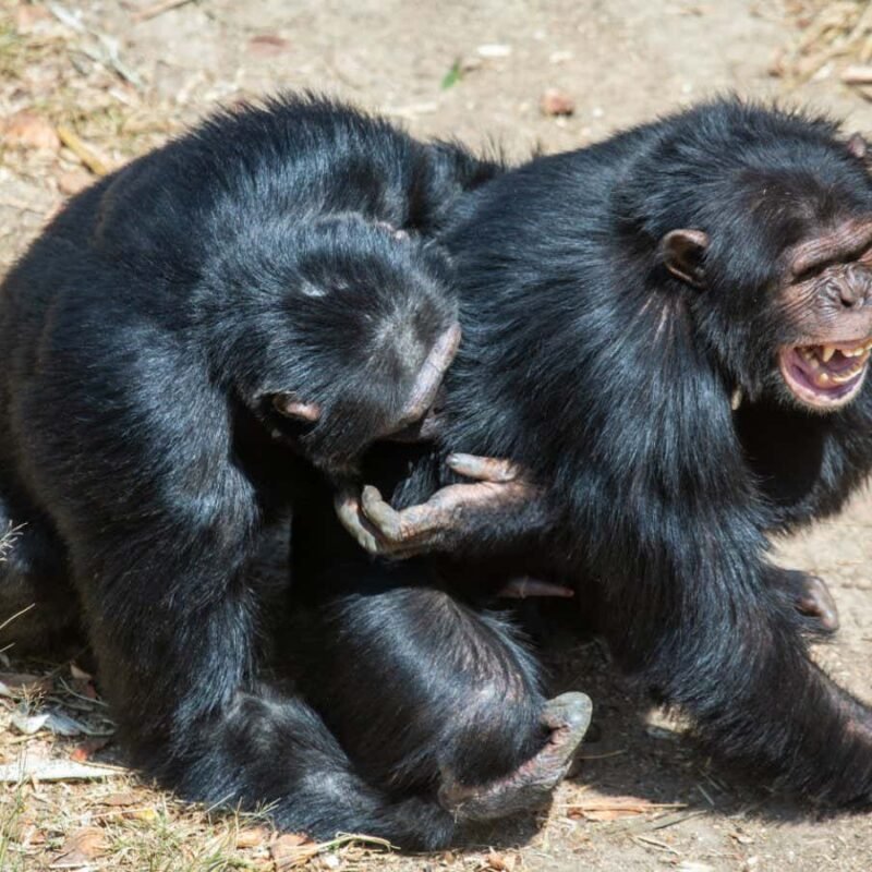 Chimps and bonobos relieve social tension by rubbing their genitals