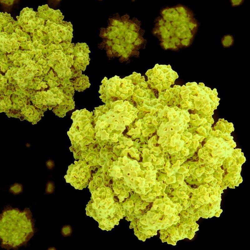 Norovirus vaccine pill shows promise against ‘winter vomiting’ bug