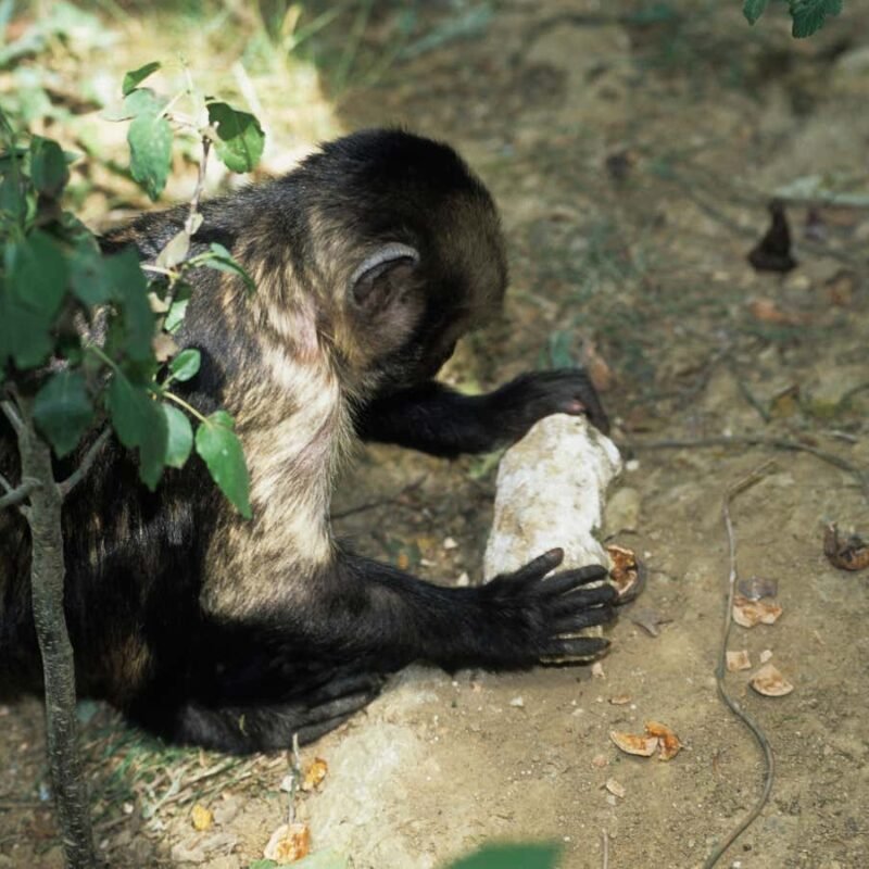 Stone tools help monkeys thrive in hostile habitats